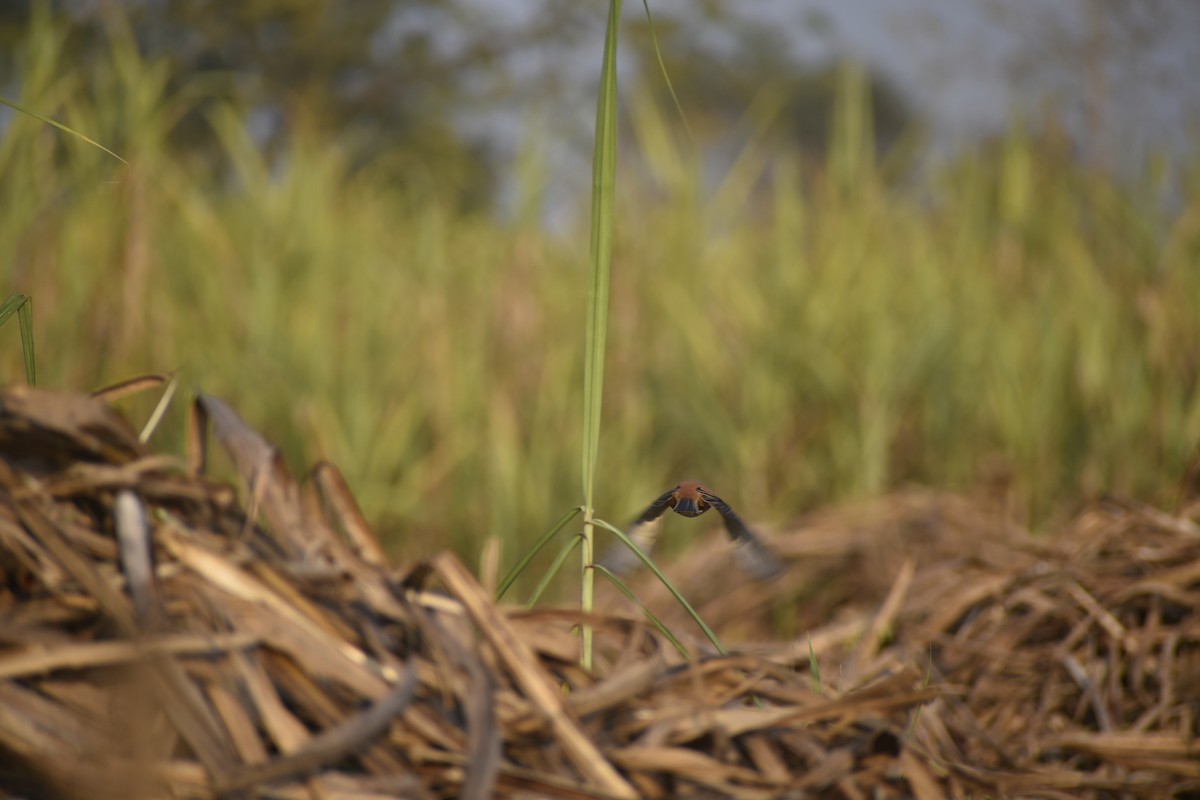 Antzandobi isats-luzea - ML647070790