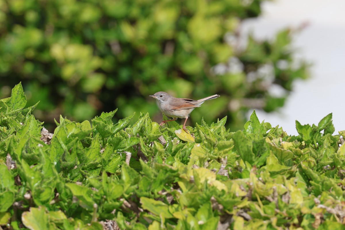 Spectacled Warbler - ML647070798