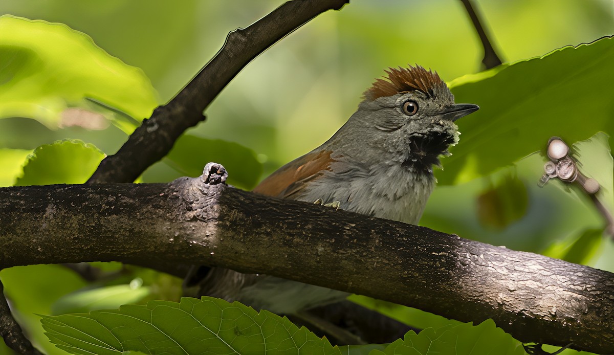 Sooty-fronted Spinetail - ML647070803