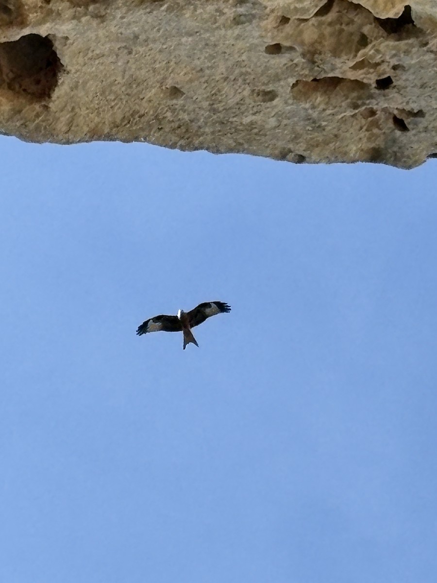 アカトビ - ML647070806