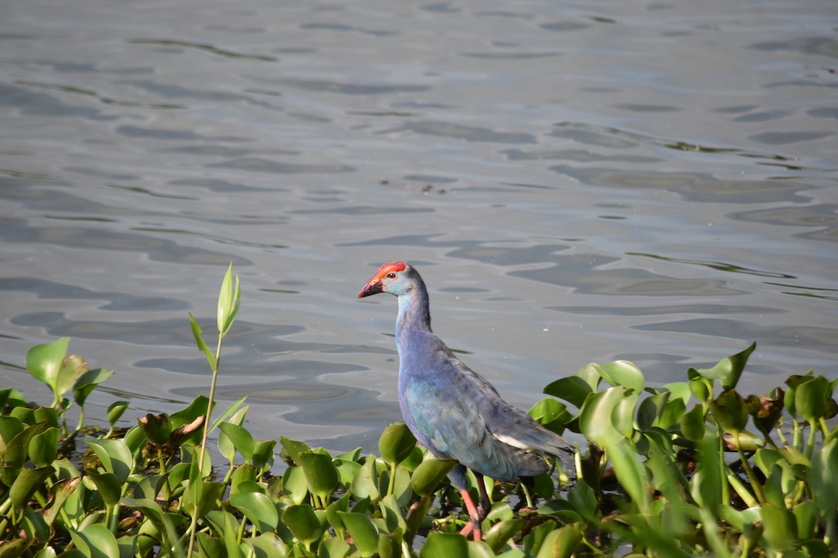 Gray-headed Swamphen - ML647070835