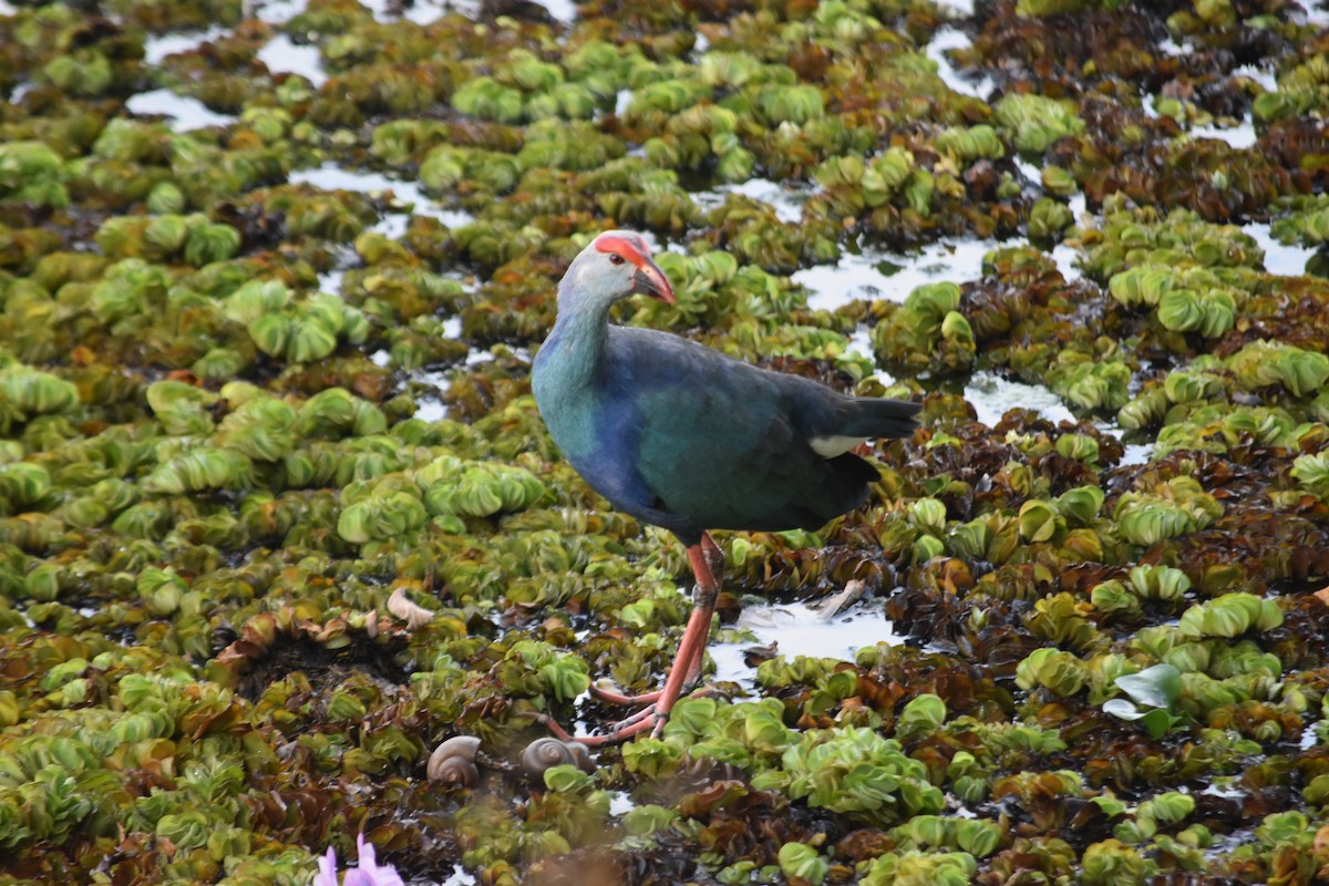 Gray-headed Swamphen - ML647070836