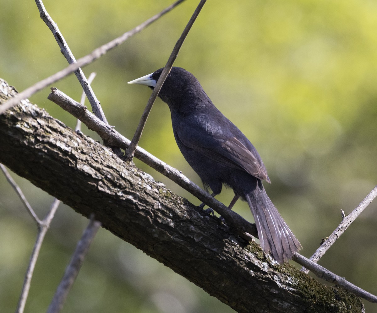 Solitary Black Cacique - ML647070840