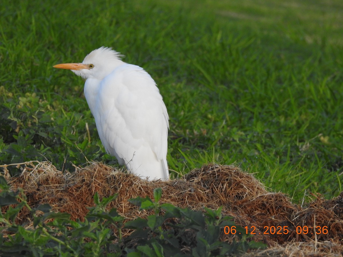 Western Cattle-Egret - ML647070849