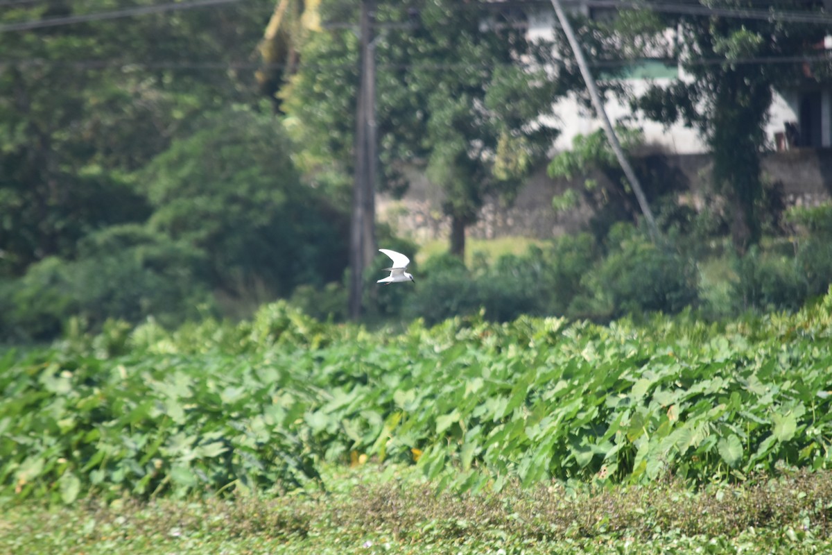 Whiskered Tern - ML647070861