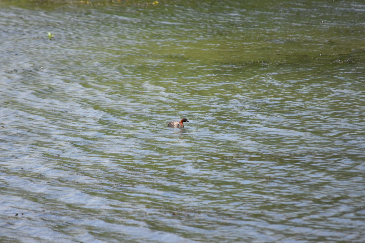 Little Grebe - ML647070868