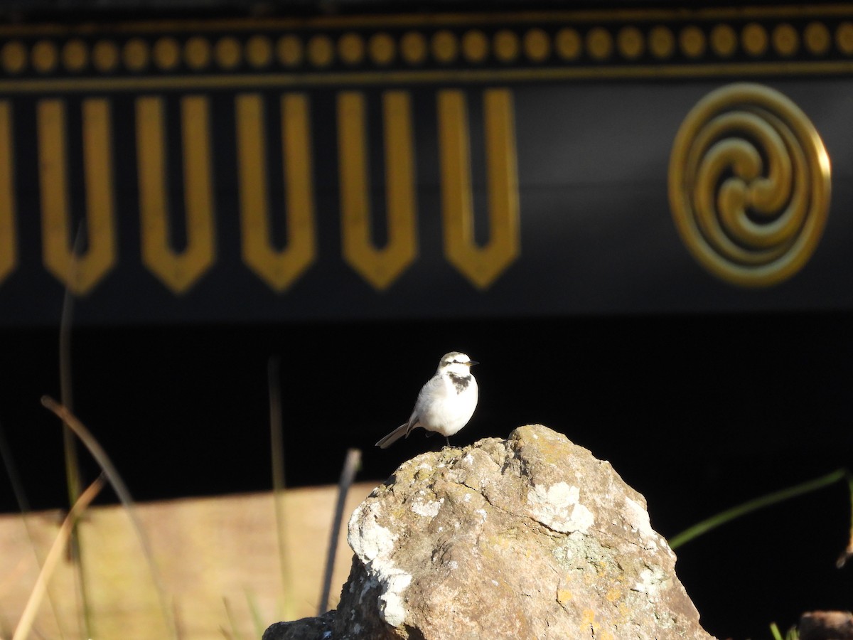 konipas bílý - ML647070875