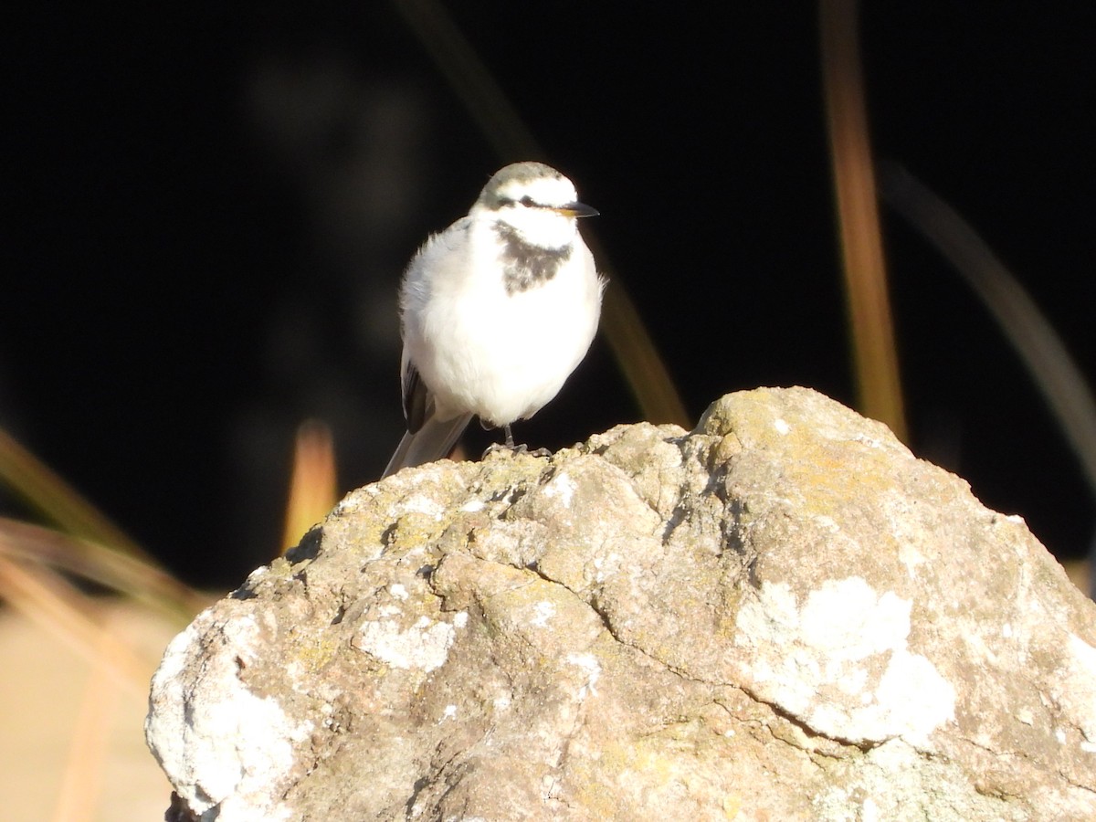 konipas bílý - ML647070876