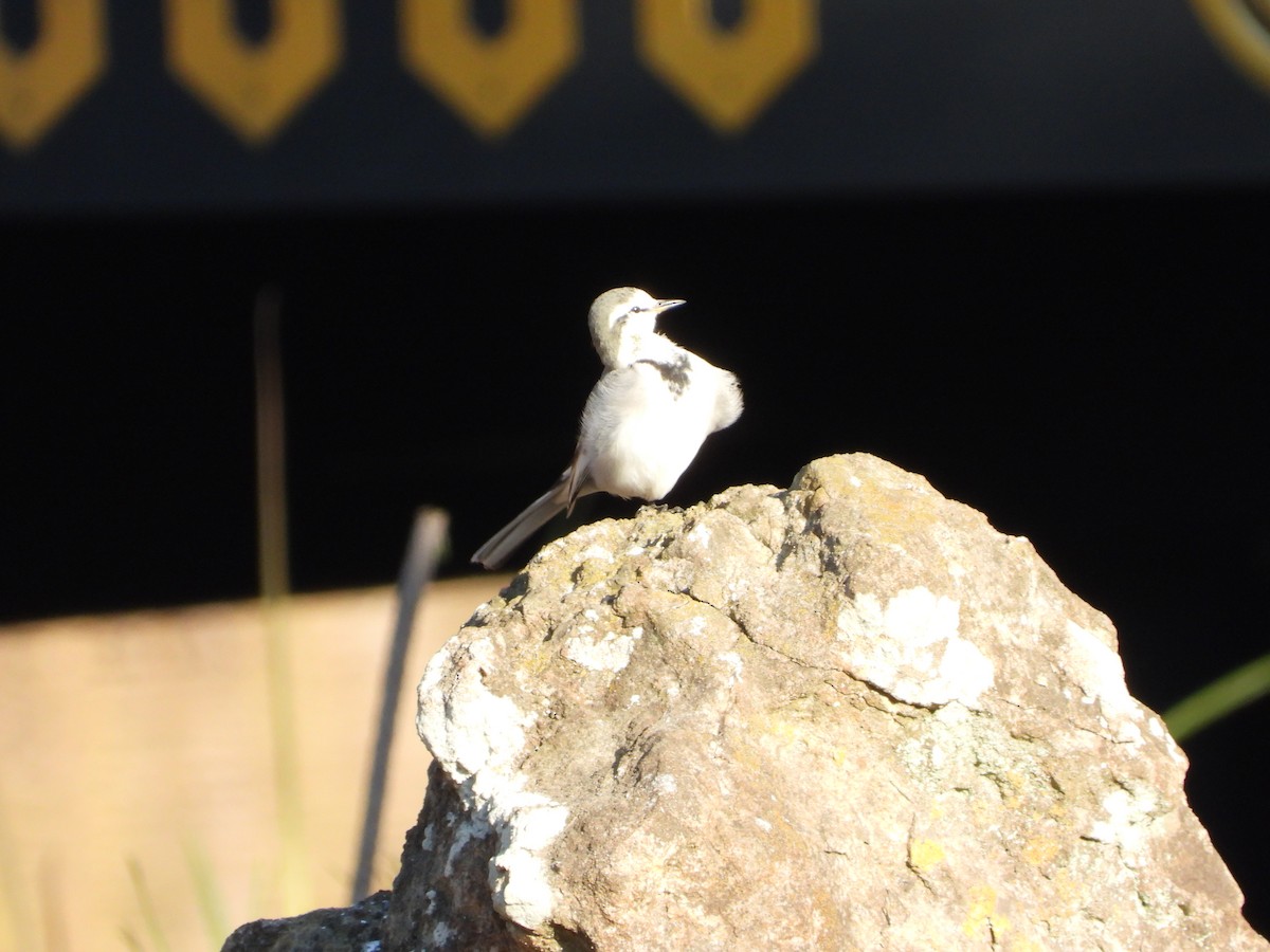 konipas bílý - ML647070877