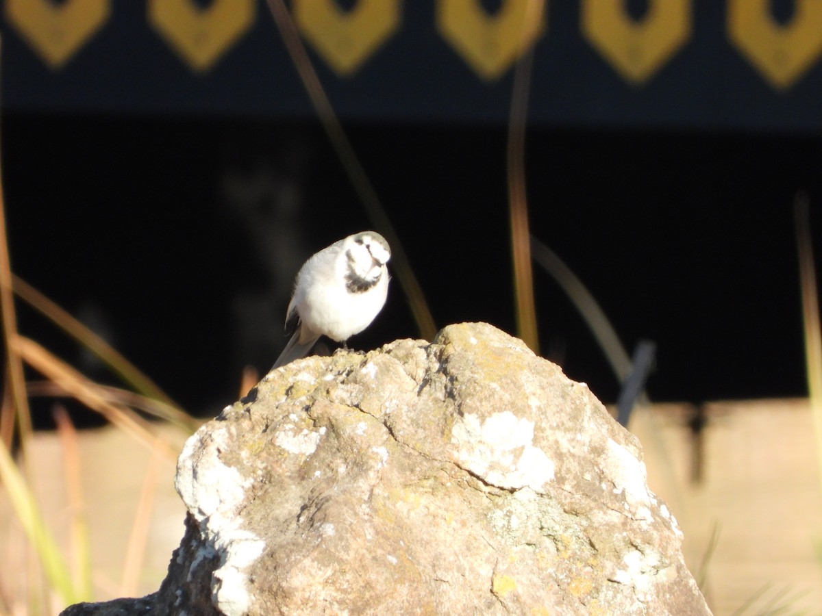 konipas bílý - ML647070878