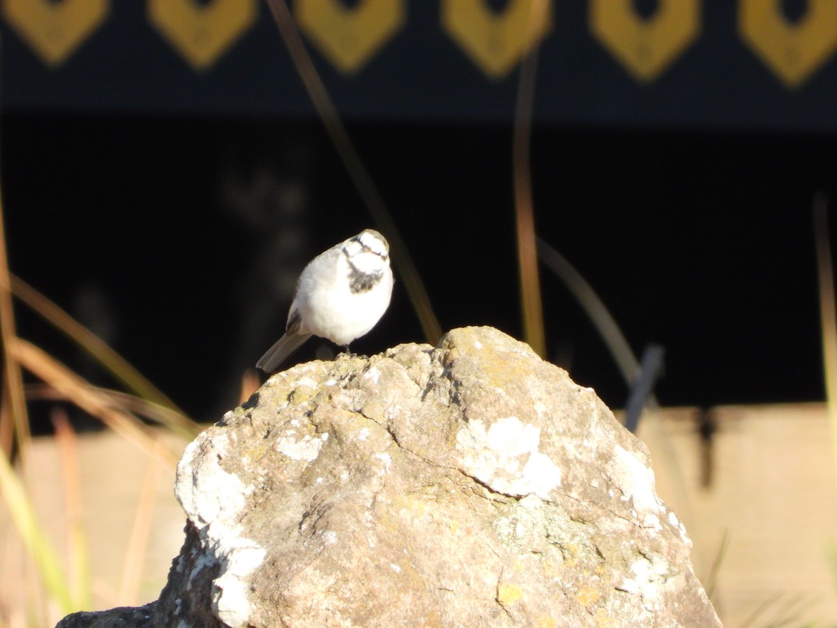 konipas bílý - ML647070879