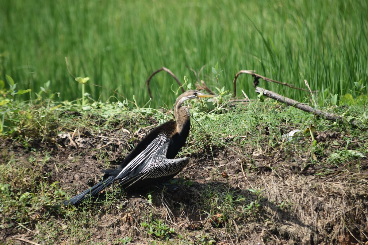 orientslangehals - ML647070880