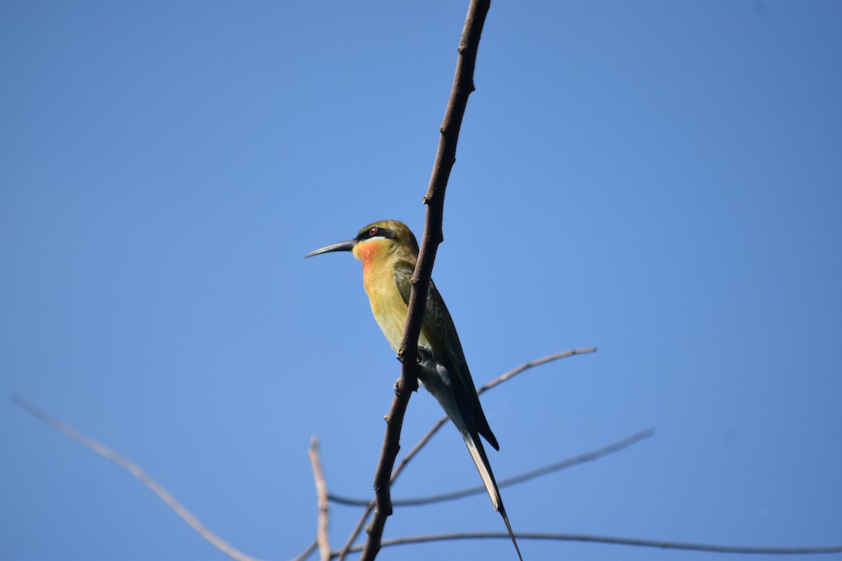 Blue-tailed Bee-eater - ML647070888
