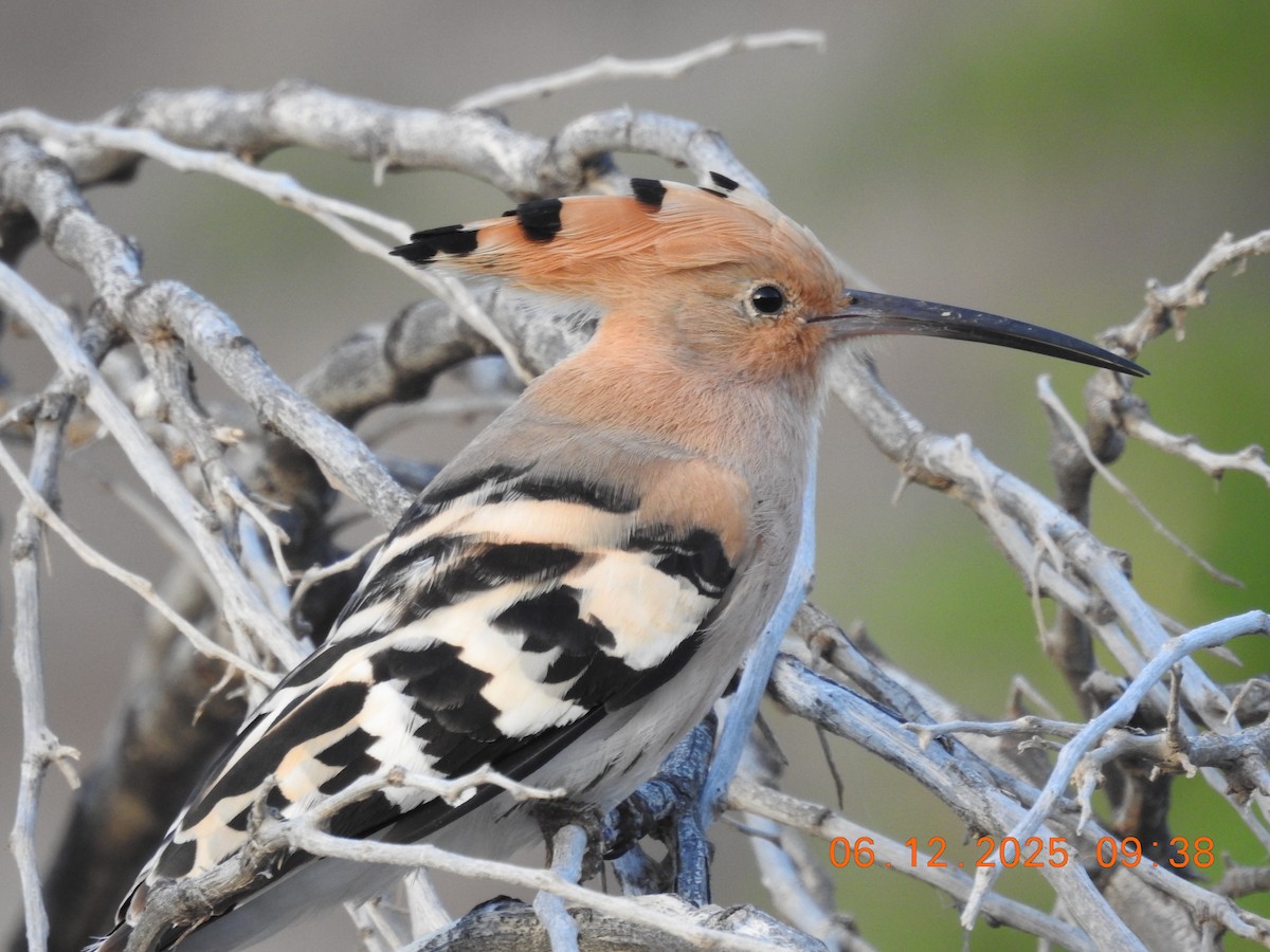 Common Hoopoe - ML647070889