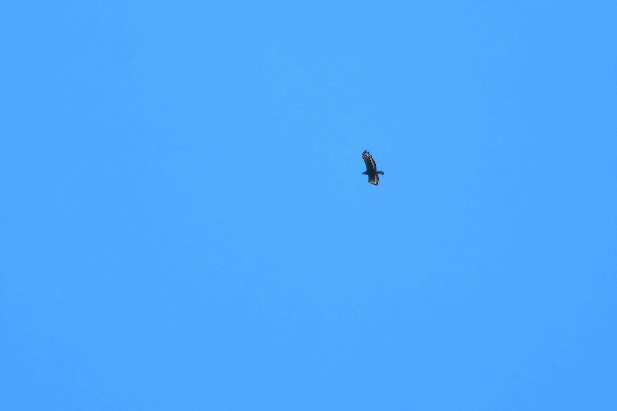 Culebrera Chiíla - ML647070893