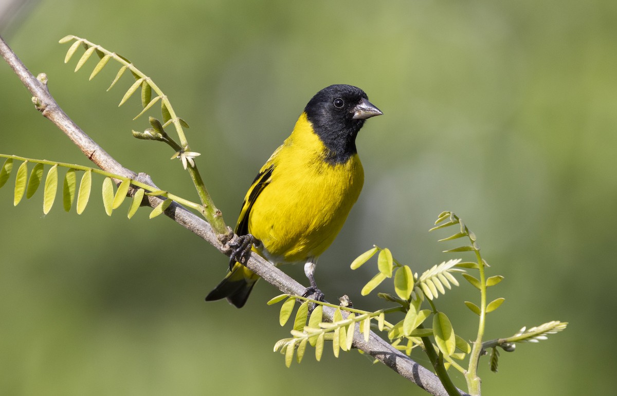 čížek jihoamerický - ML647070902