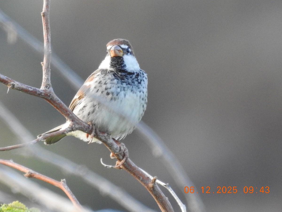 Spanish Sparrow - ML647070908