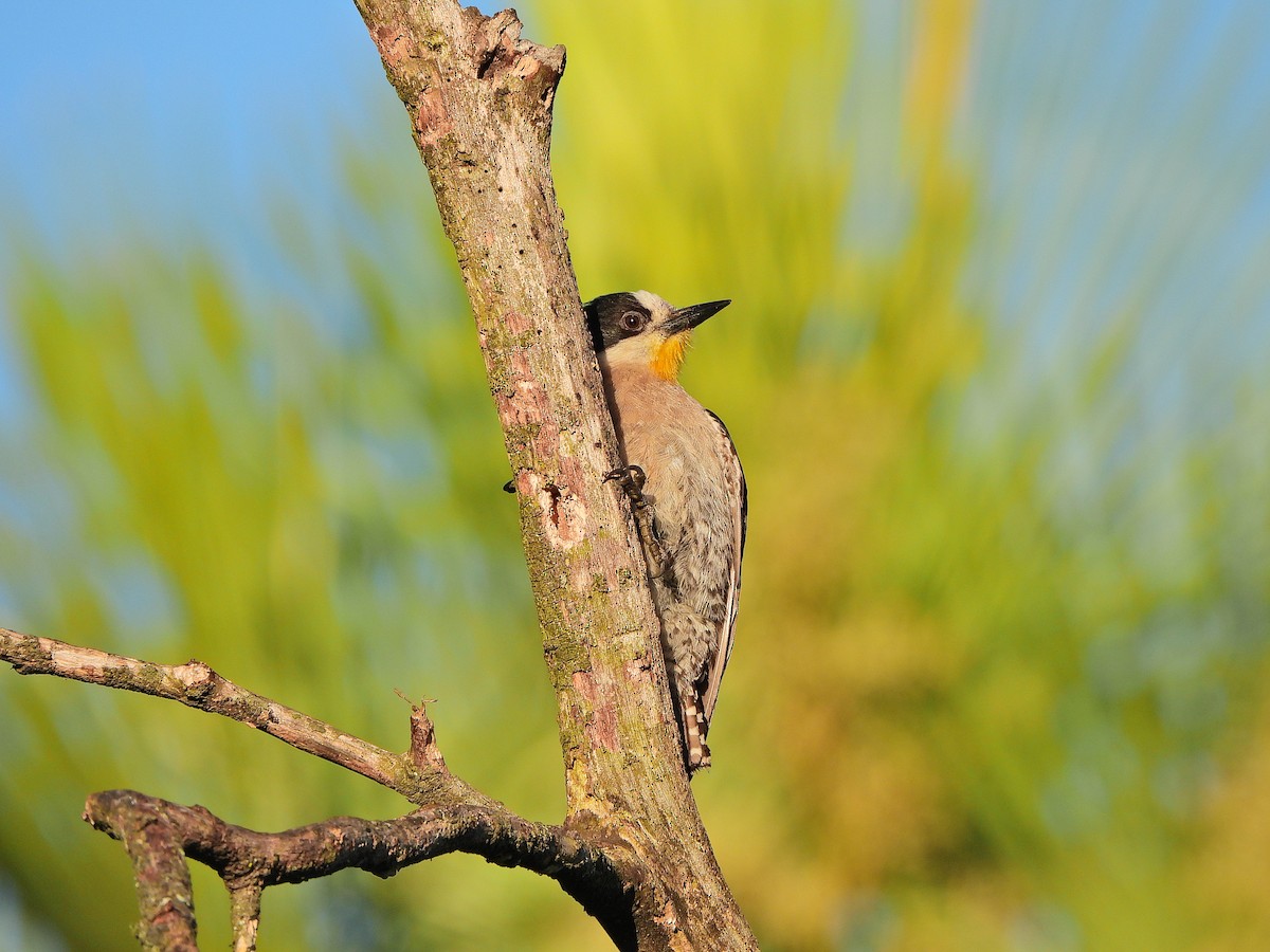 White-fronted Woodpecker - ML647070910