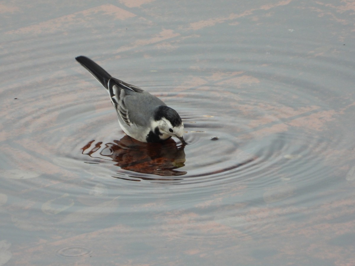 konipas bílý - ML647070915