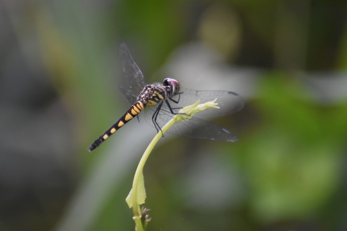Little Blue Marsh Hawk - ML647070918