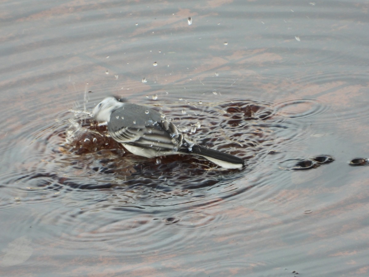 konipas bílý - ML647070920