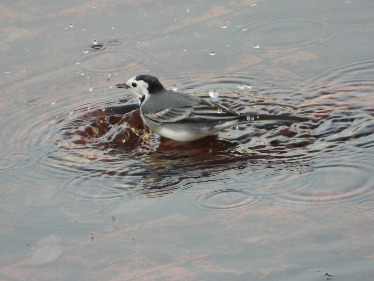 konipas bílý - ML647070924