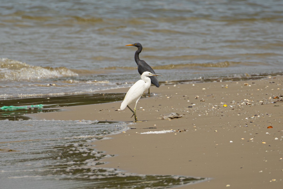 Swinhoe Ak Balıkçılı - ML647070927