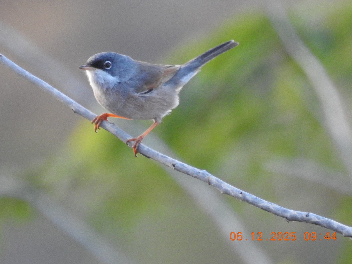 Spectacled Warbler - ML647070928