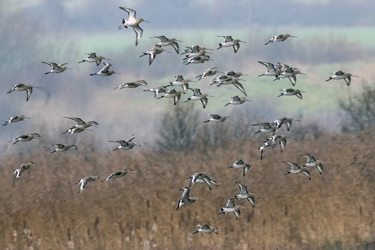 břehouš černoocasý - ML647070930