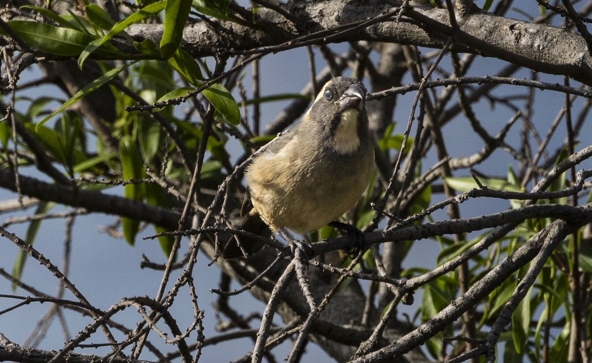 oransjenebbsaltator - ML647070937