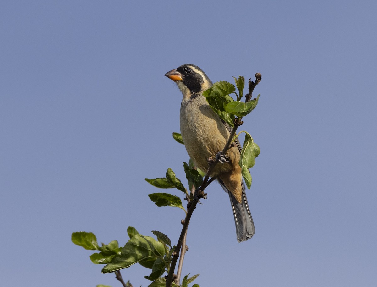 oransjenebbsaltator - ML647070938