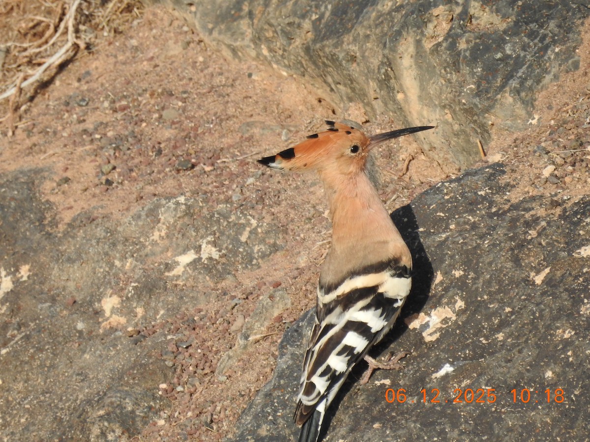 Common Hoopoe - ML647070954
