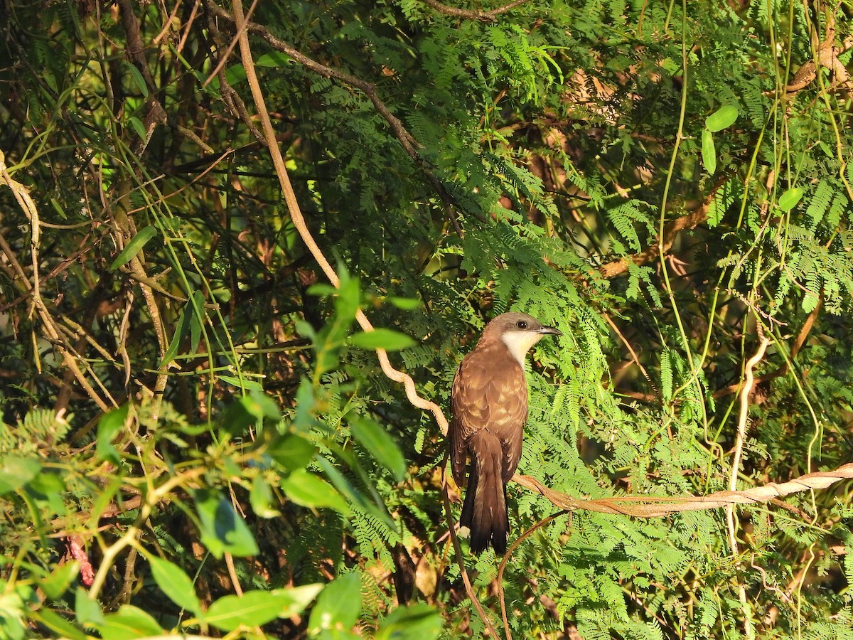 Галапагосская пиайя - ML647070956