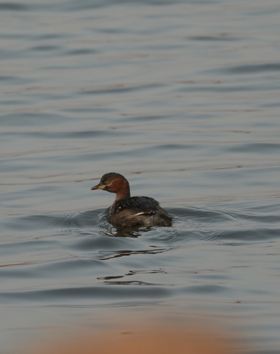 Little Grebe - ML647070959