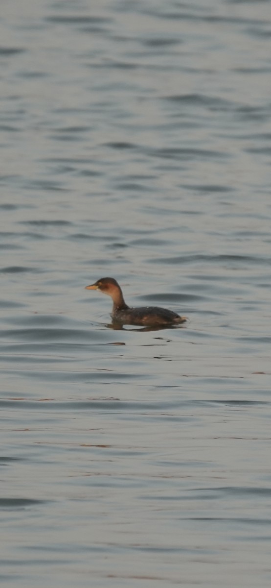 Little Grebe - ML647070960