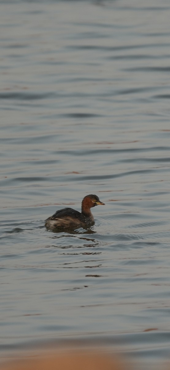 Little Grebe - ML647070961
