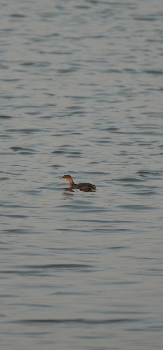 Little Grebe - ML647070962