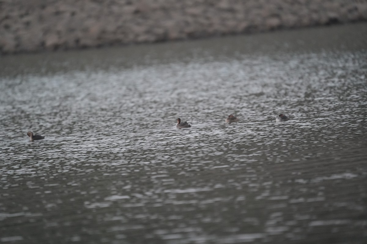 Little Grebe - ML647070963