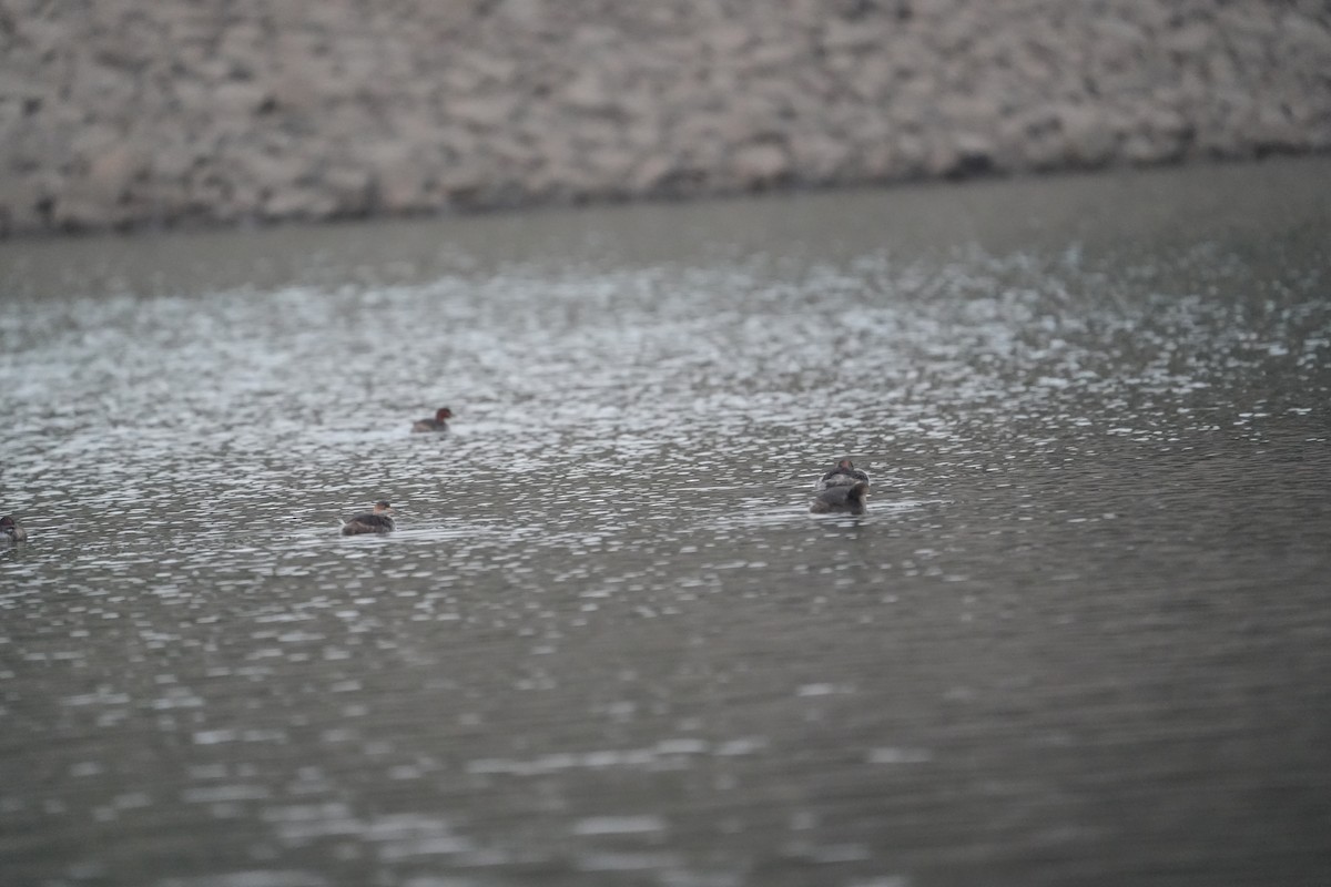 Little Grebe - ML647070964