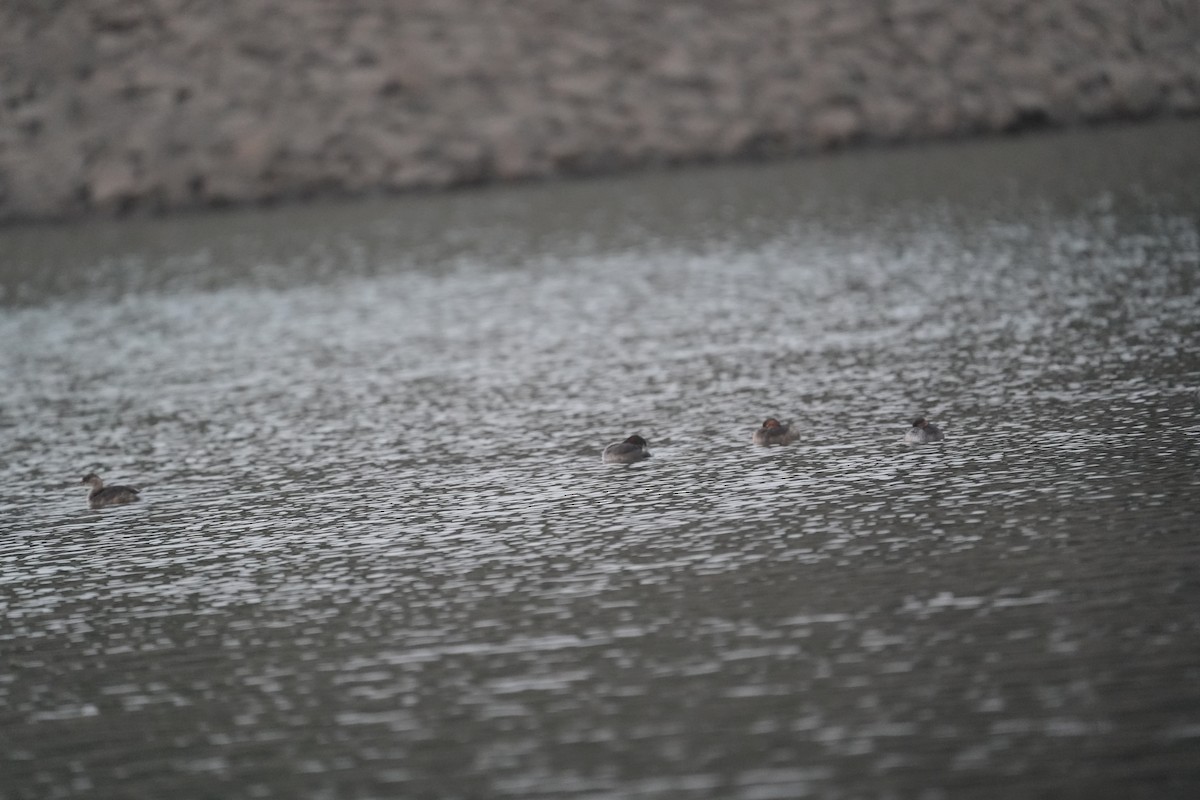 Little Grebe - ML647070965