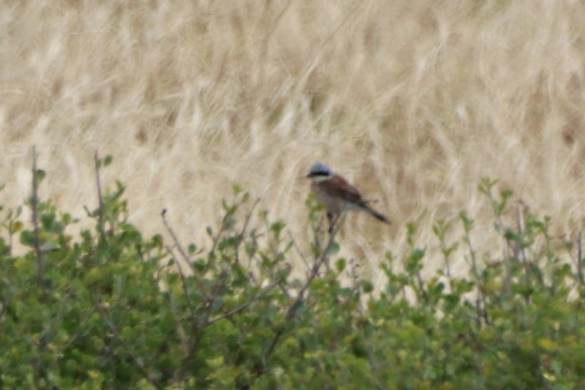 ťuhýk obecný - ML647070968