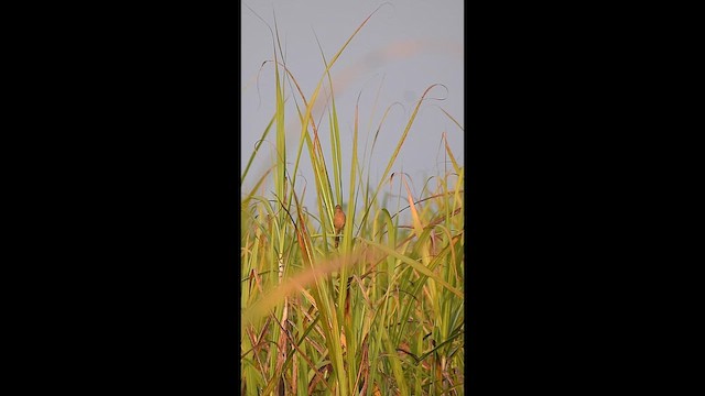 Striated Babbler - ML647070980