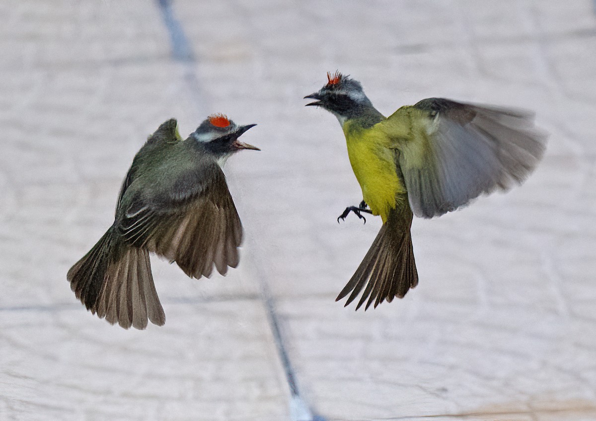 Social Flycatcher - ML647070994