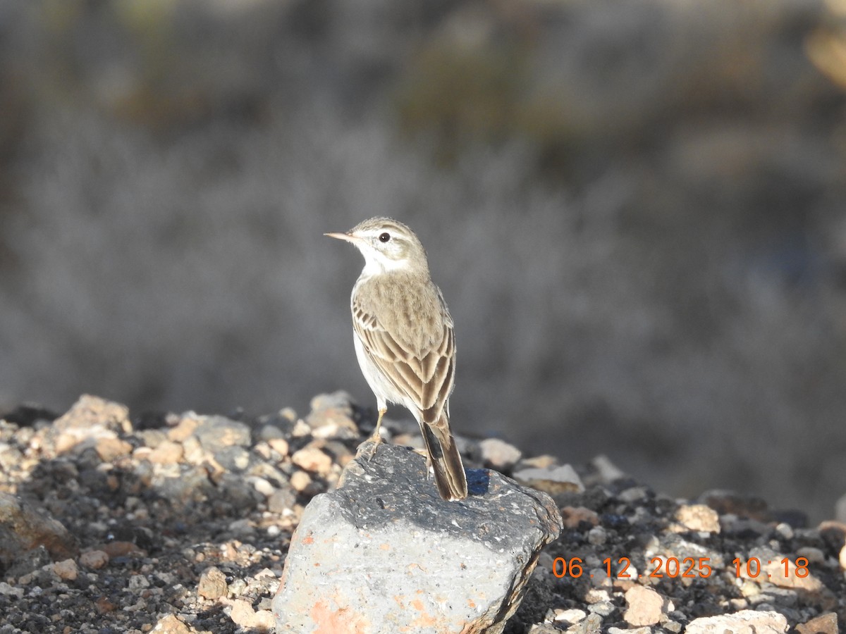 Berthelot's Pipit - ML647070995