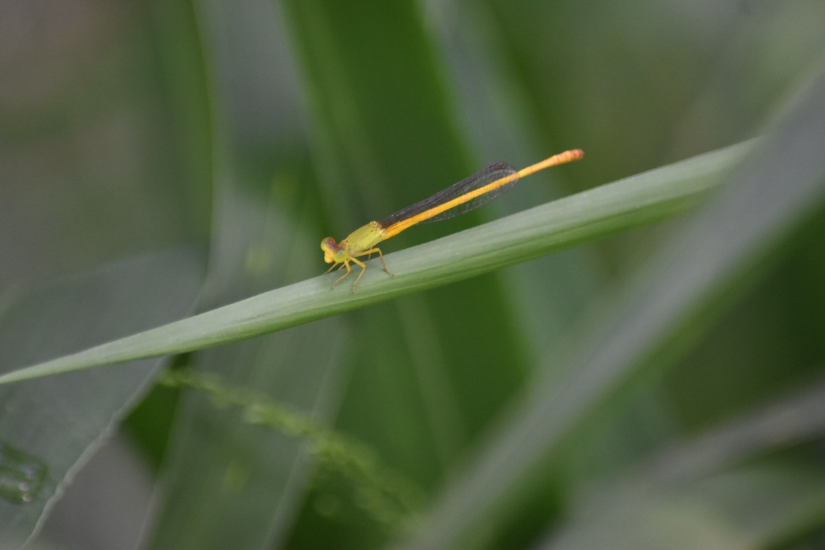 Coromandel Marsh Dart - ML647071001