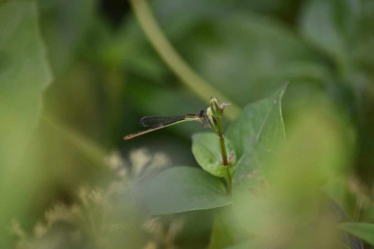 Wandering Midget - ML647071002