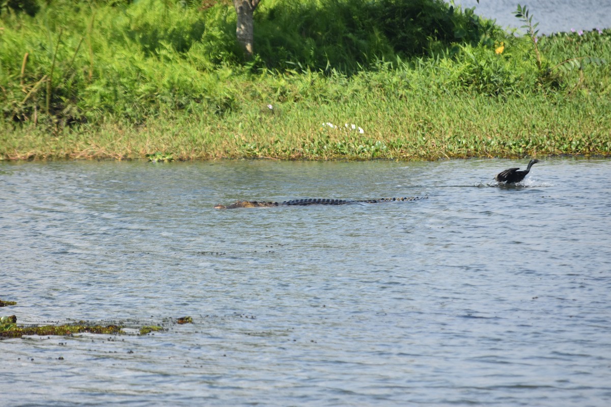 Saltwater Crocodile - ML647071003