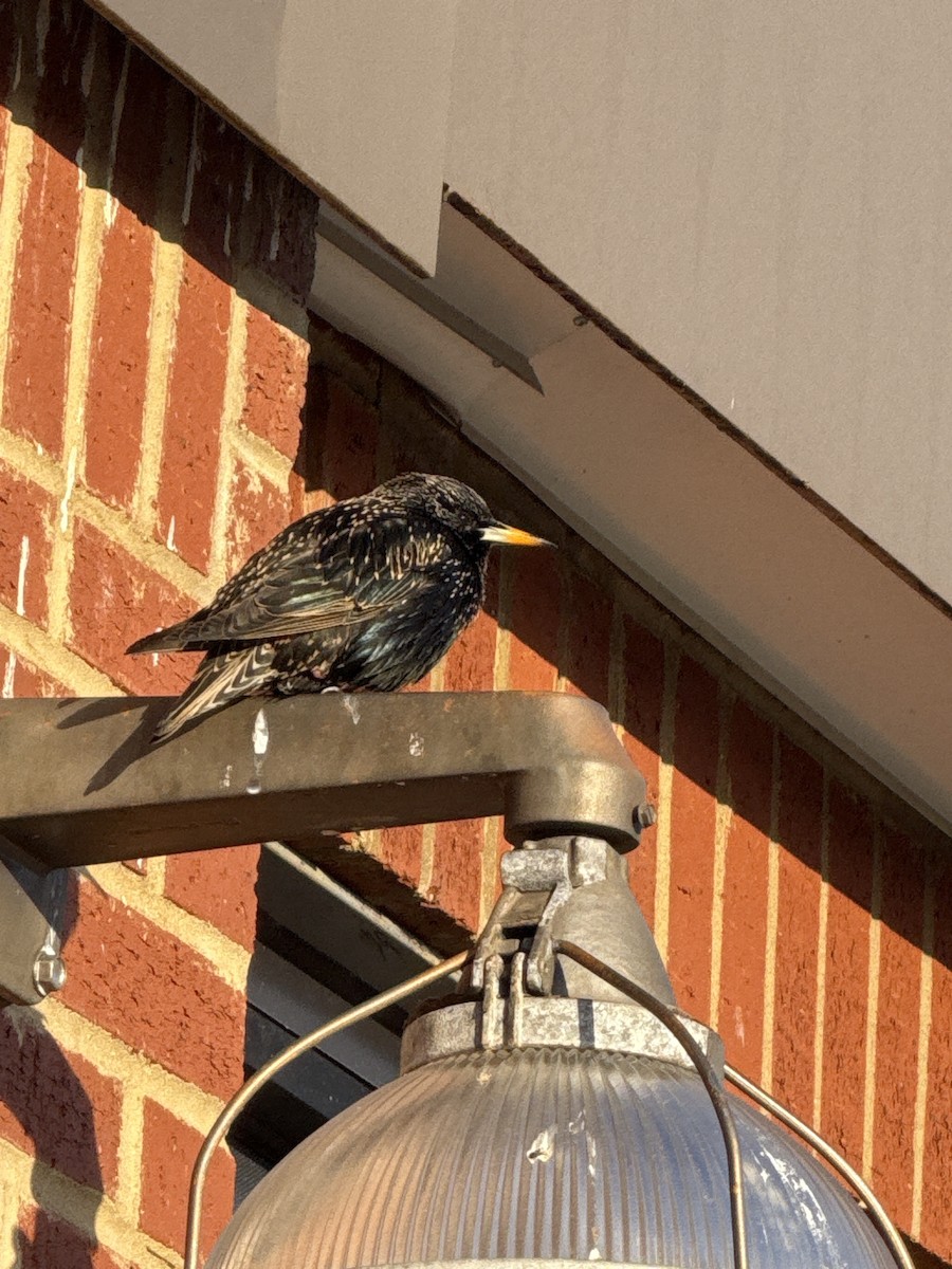 ホシムクドリ - ML647071006