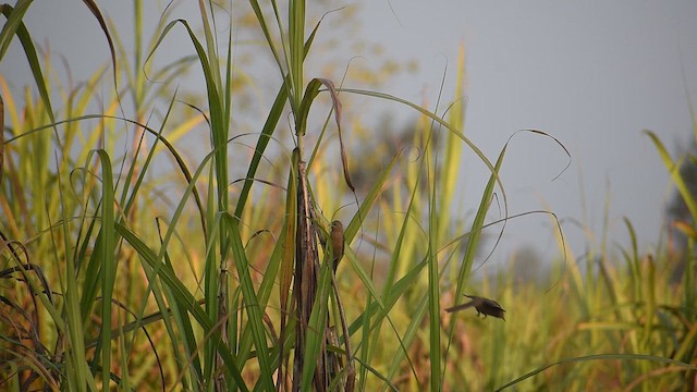 Striated Babbler - ML647071009