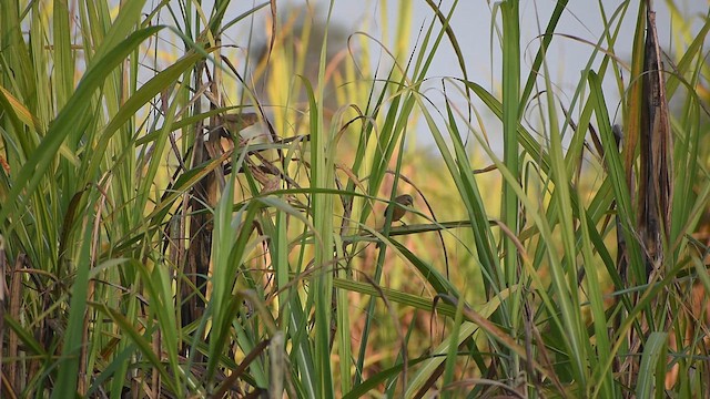 Striated Babbler - ML647071010